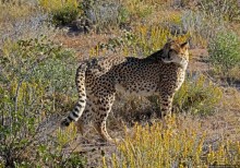 Альбом отзыва "Кормление неприрученных гепардов перед закатом"