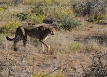 Кормление неприрученных гепардов перед закатом