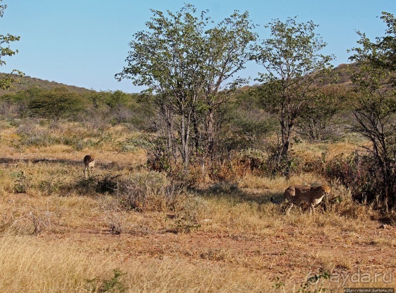 Альбом отзыва "Кормление неприрученных гепардов перед закатом"