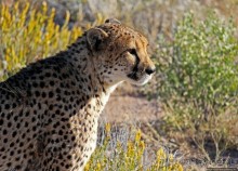 Альбом отзыва "Кормление неприрученных гепардов перед закатом"