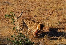 Альбом отзыва "Кормление неприрученных гепардов перед закатом"