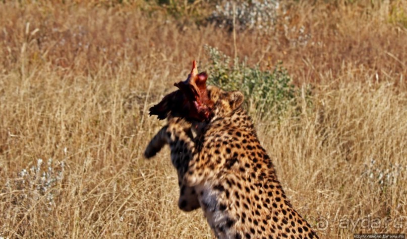 Кормление неприрученных гепардов перед закатом