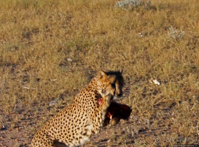 Альбом отзыва "Кормление неприрученных гепардов перед закатом"