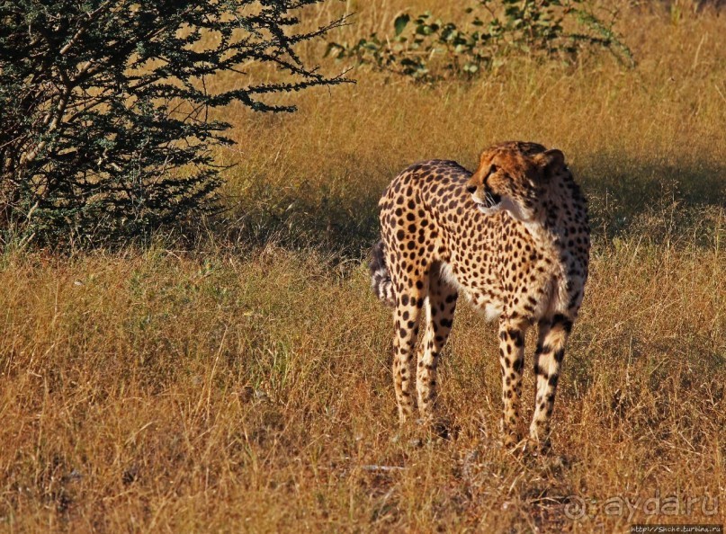 Альбом отзыва "Кормление неприрученных гепардов перед закатом"