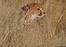 Альбом отзыва "Кормление неприрученных гепардов перед закатом"