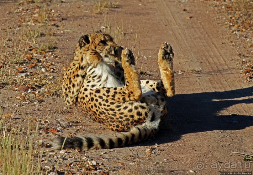 Альбом отзыва "Кормление неприрученных гепардов перед закатом"