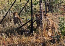 Альбом отзыва "Кормление неприрученных гепардов перед закатом"