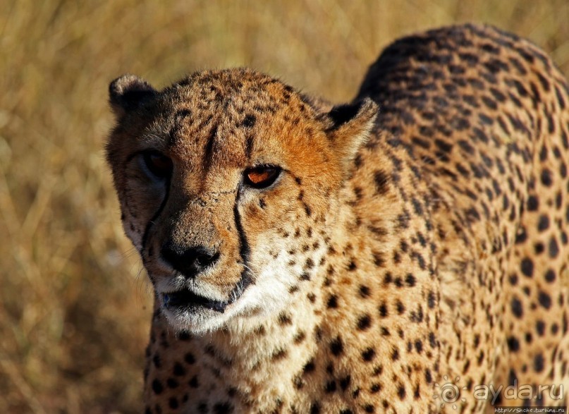 Альбом отзыва "Кормление неприрученных гепардов перед закатом"