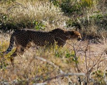Кормление неприрученных гепардов перед закатом