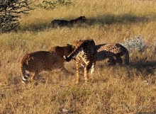 Альбом отзыва "Кормление неприрученных гепардов перед закатом"