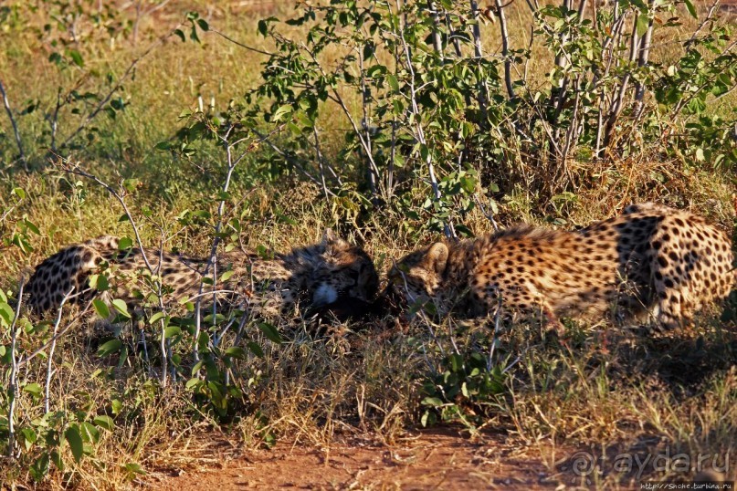Альбом отзыва "Кормление неприрученных гепардов перед закатом"