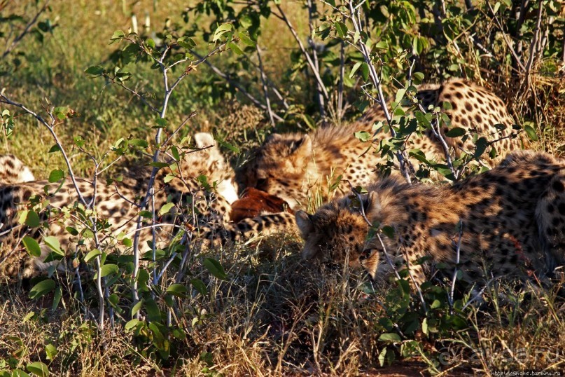 Альбом отзыва "Кормление неприрученных гепардов перед закатом"