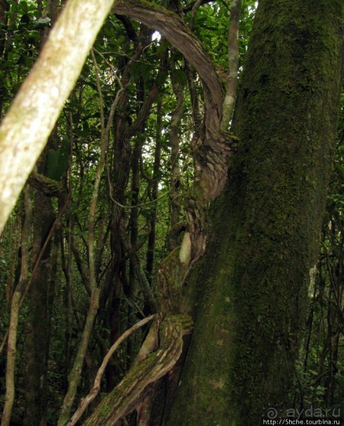 Причуды дождевого леса на востоке Мадагаскара