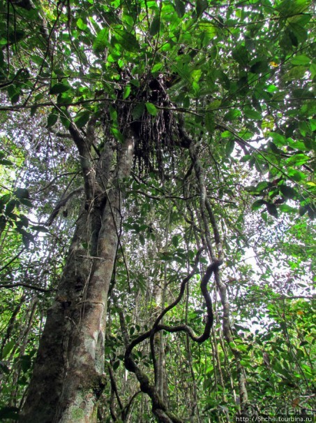 Причуды дождевого леса на востоке Мадагаскара