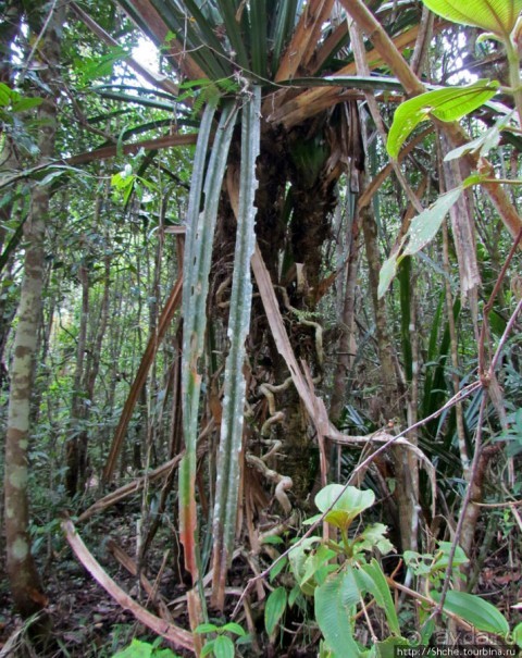 Причуды дождевого леса на востоке Мадагаскара