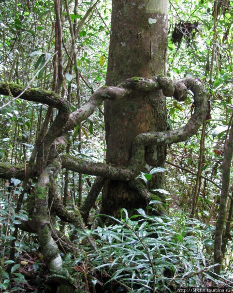 Причуды дождевого леса на востоке Мадагаскара