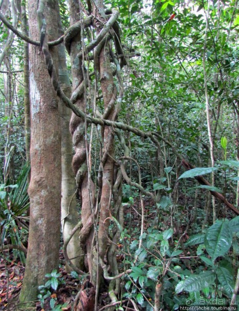 Причуды дождевого леса на востоке Мадагаскара