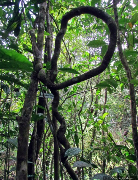Причуды дождевого леса на востоке Мадагаскара