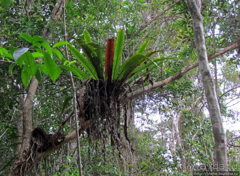 Причуды дождевого леса на востоке Мадагаскара