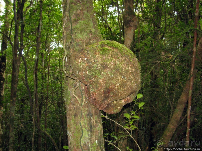 Причуды дождевого леса на востоке Мадагаскара
