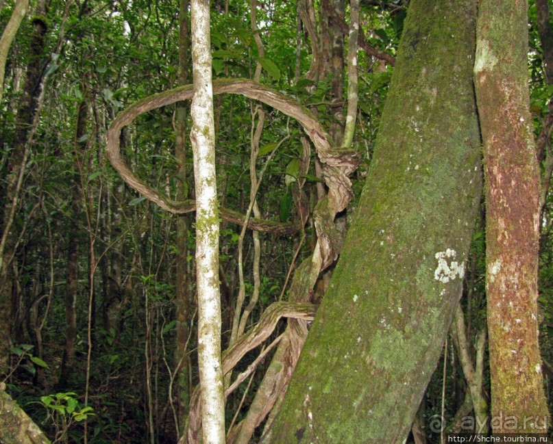 Причуды дождевого леса на востоке Мадагаскара