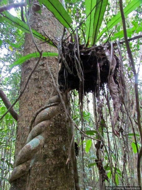 Причуды дождевого леса на востоке Мадагаскара