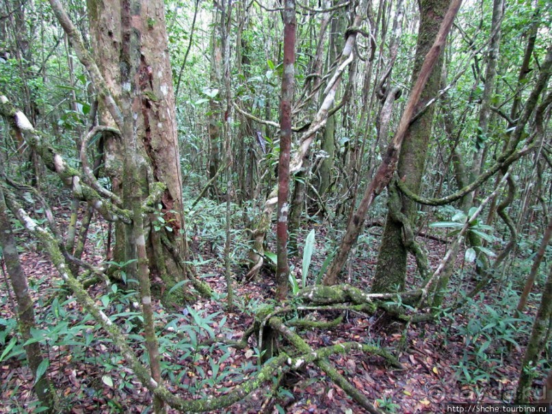 Причуды дождевого леса на востоке Мадагаскара