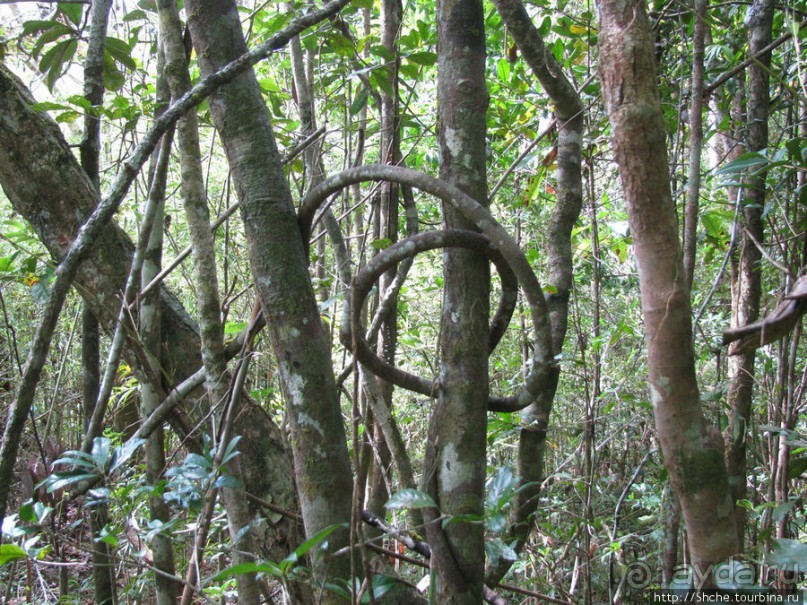 Причуды дождевого леса на востоке Мадагаскара