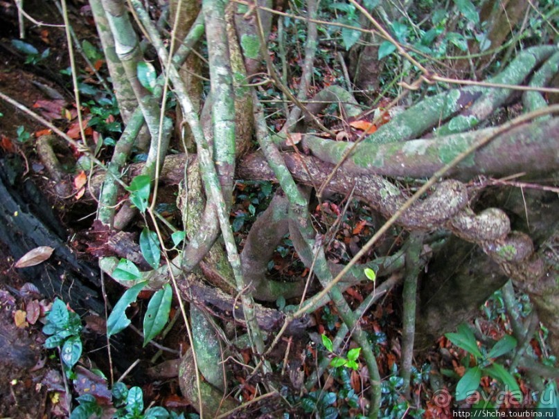 Причуды дождевого леса на востоке Мадагаскара