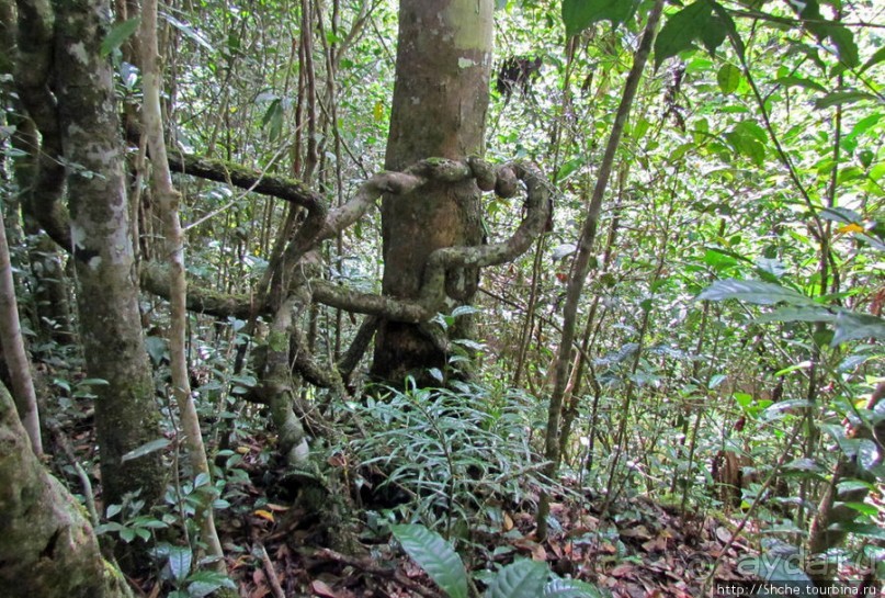 Причуды дождевого леса на востоке Мадагаскара