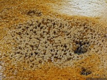 Пространственно-цветовые вариации Мамонтовых источников