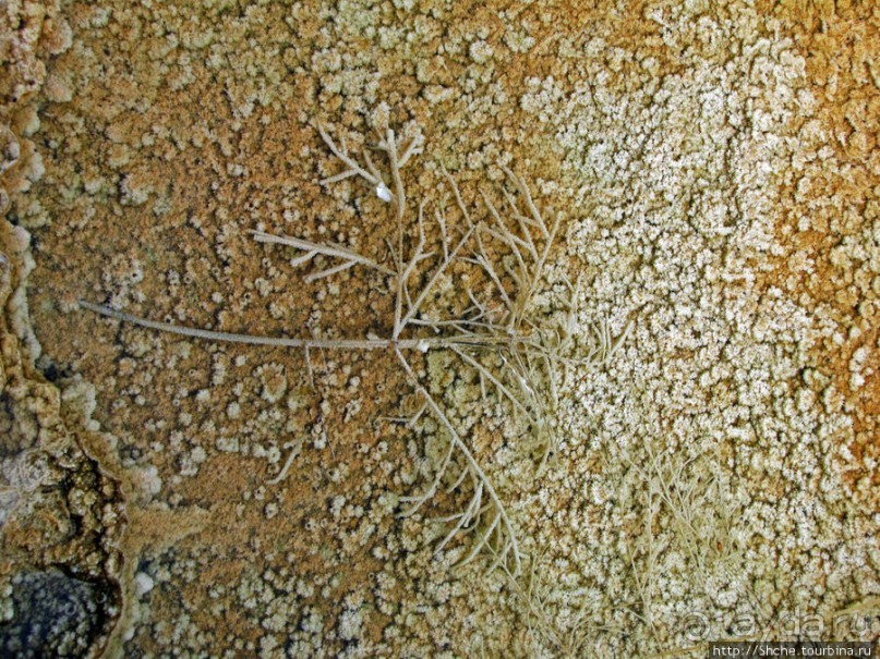 Пространственно-цветовые вариации Мамонтовых источников