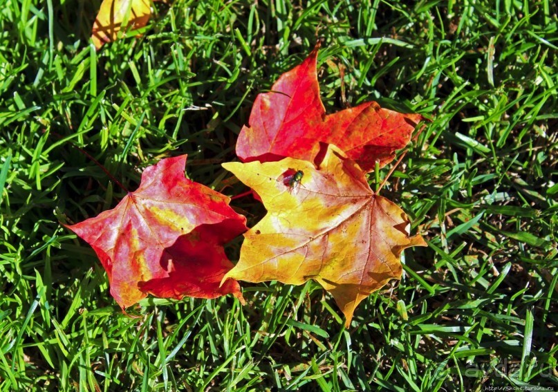 В гостях у Радуги. Манчестер Вермонтский, визуальный контакт