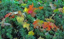 В гостях у Радуги. Манчестер Вермонтский, визуальный контакт