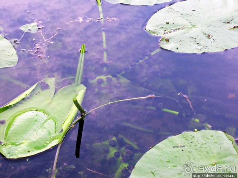Ворскла. Прекрасное рядом — просто надо иногда выйти из авто