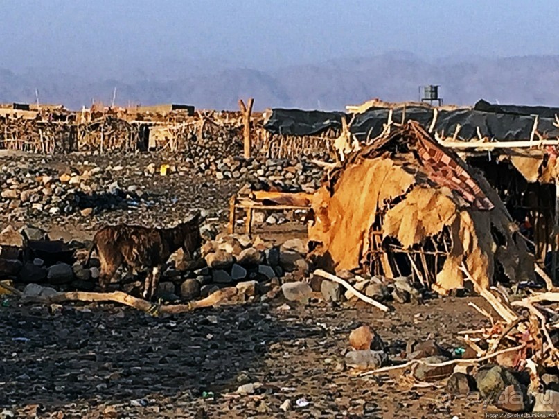 Хамед-Эла — жизнь там, где это практически невозможно