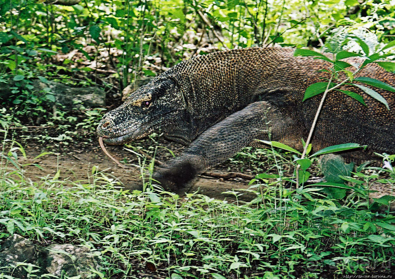 Прамбанан — индуистский комплекс 10 века на Яве (ЮНЕСКО 642)