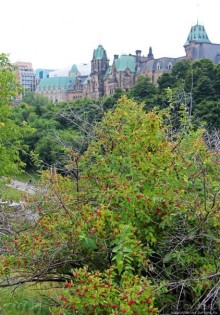 Погожий день в столице Канады