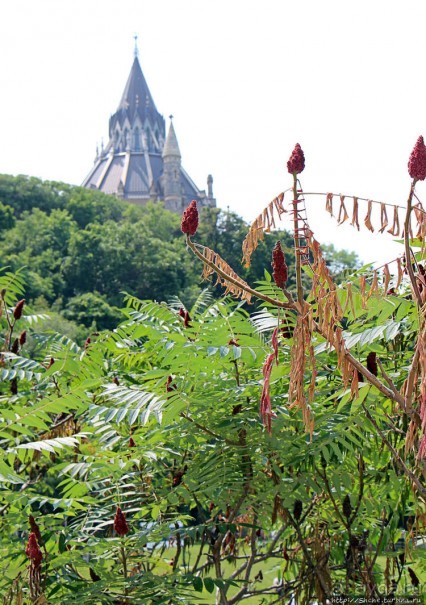 Погожий день в столице Канады