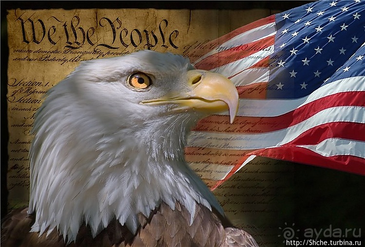 Моя единственная встреча с символом США в природе