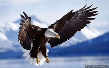 Моя единственная встреча с символом США в природе