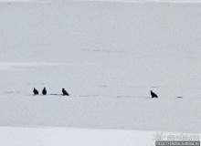 Моя единственная встреча с символом США в природе