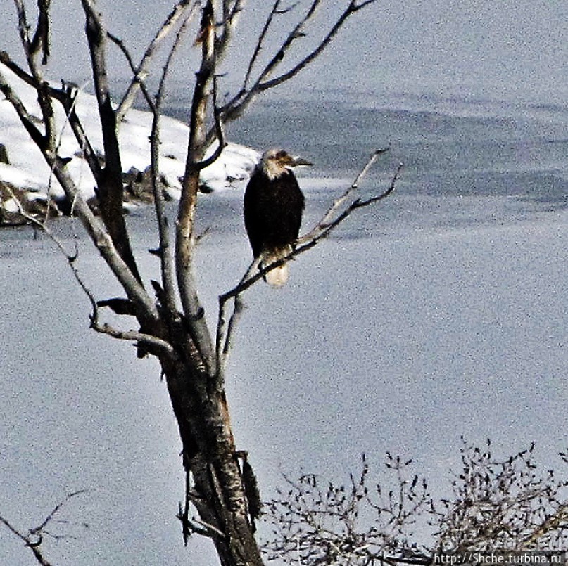 Моя единственная встреча с символом США в природе
