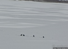 Моя единственная встреча с символом США в природе