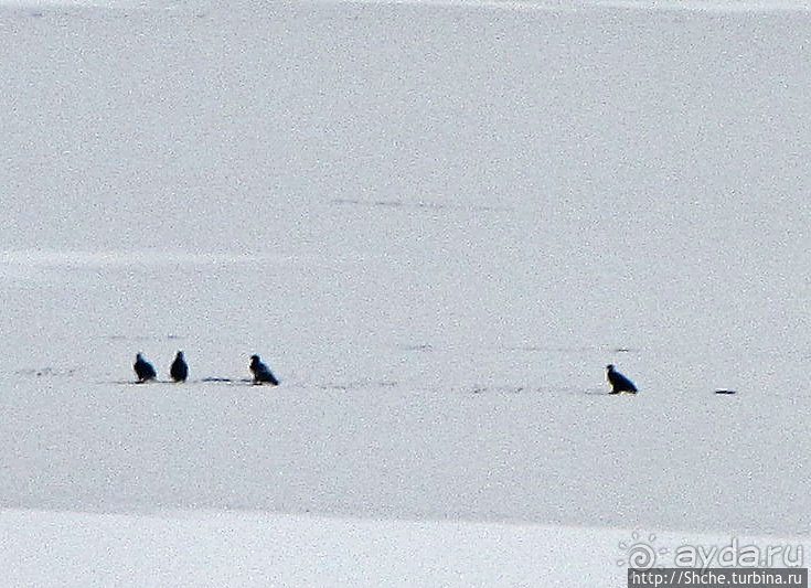 Моя единственная встреча с символом США в природе