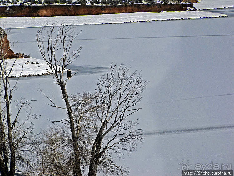 Моя единственная встреча с символом США в природе