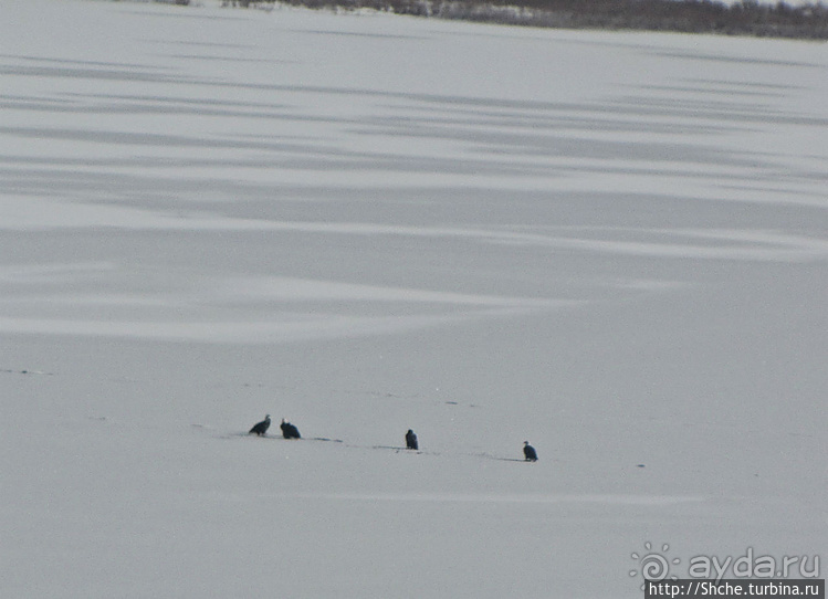 Моя единственная встреча с символом США в природе