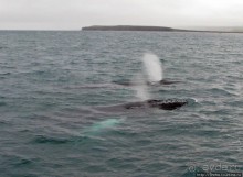 Гарантированное наблюдение за китами в Исландии