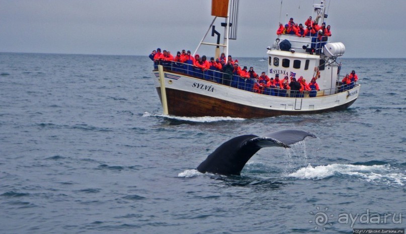 Альбом отзыва "Гарантированное наблюдение за китами в Исландии"