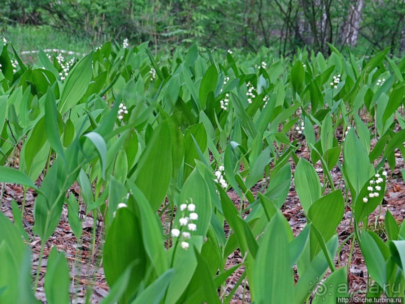 Рыбалка начинается с похода в лес